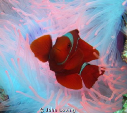 iridescent looking by John Loving 